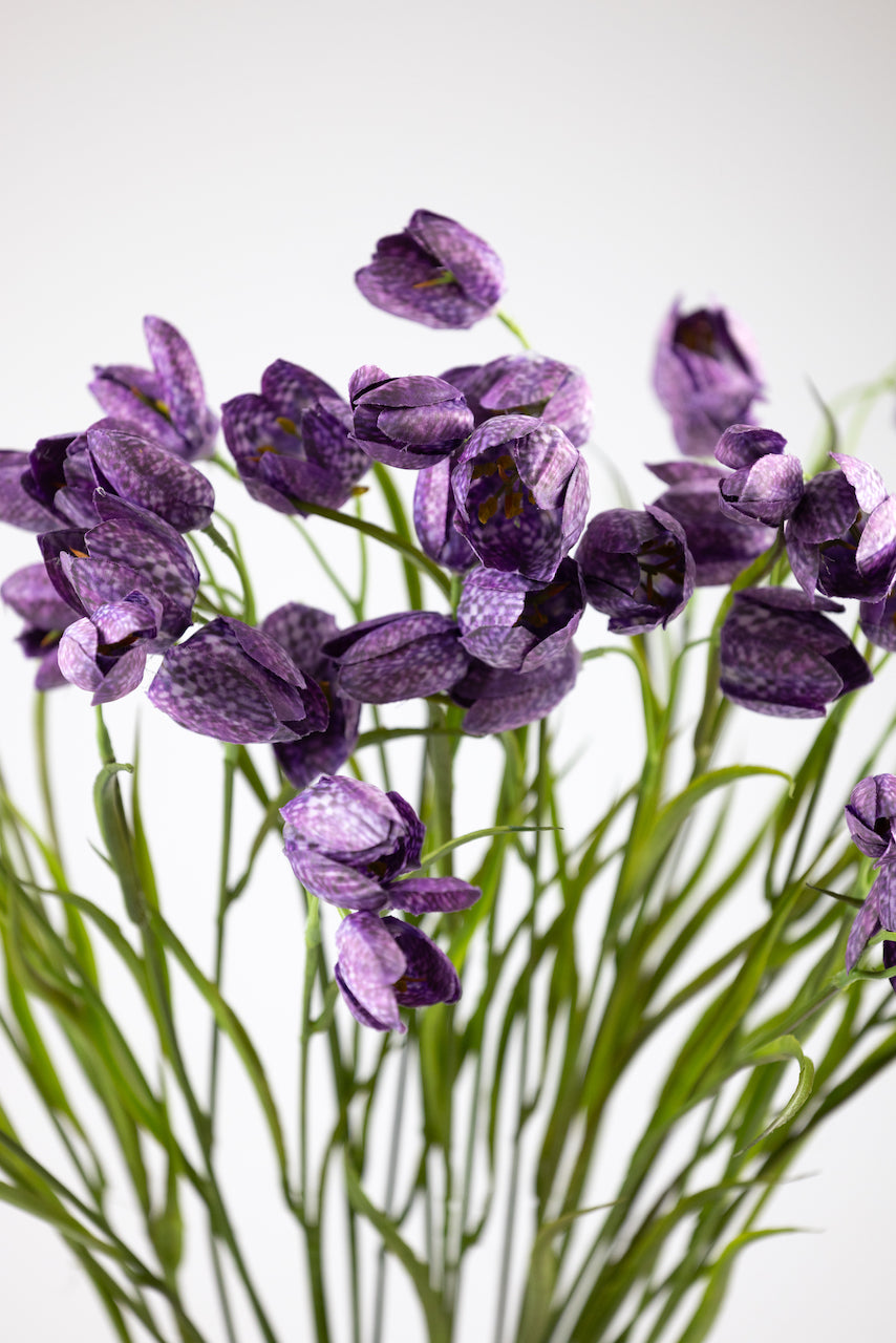 Fritillaire violette