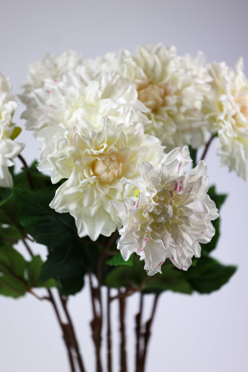 Dahlia blanc