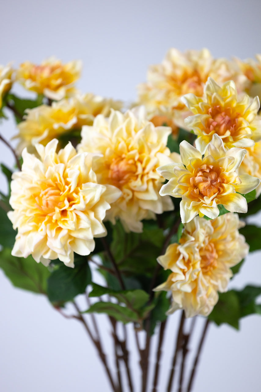 Dahlia jaune