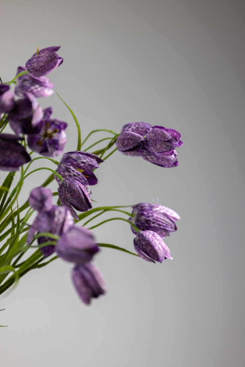 Fritillaire violette