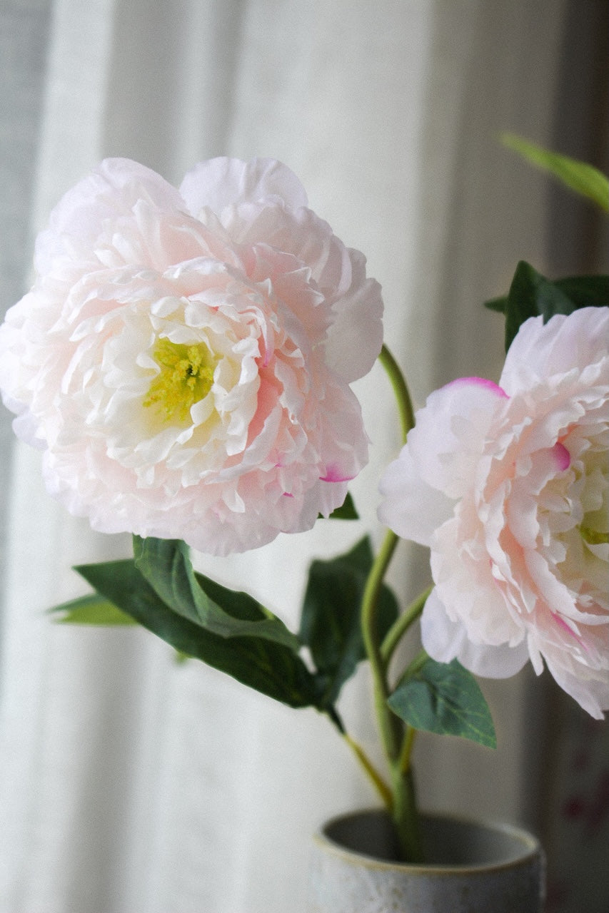 Pivoine rose clair