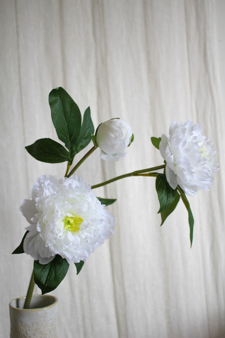 Pivoine blanche