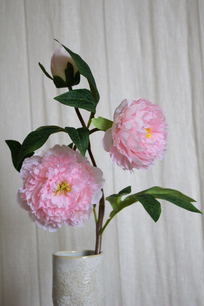 Pivoine rose