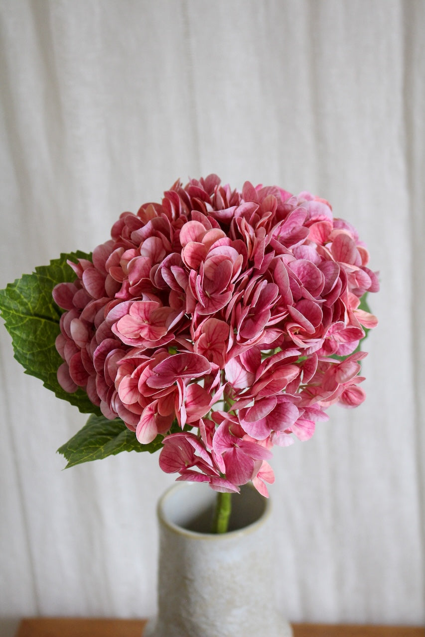 Hortensia rose foncé