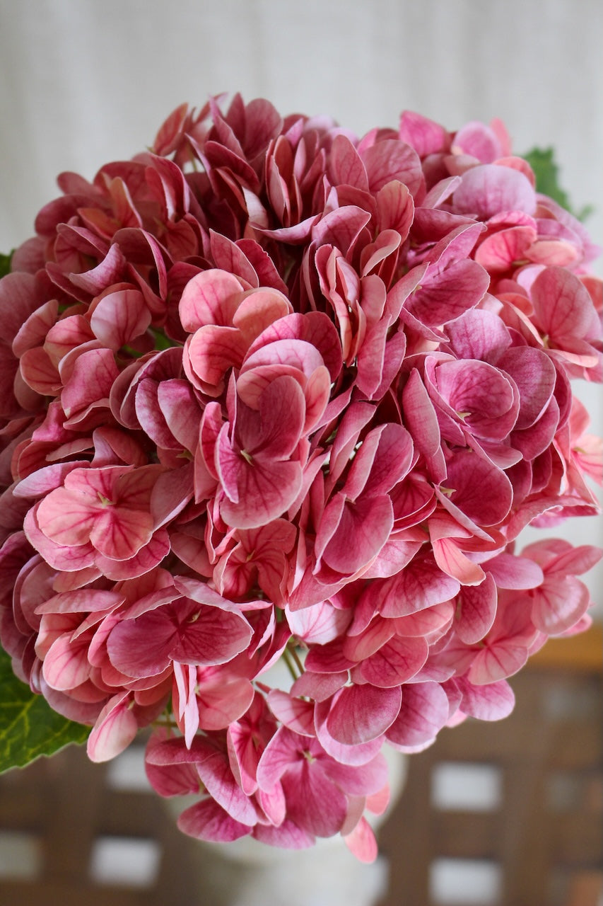 Hortensia rose foncé