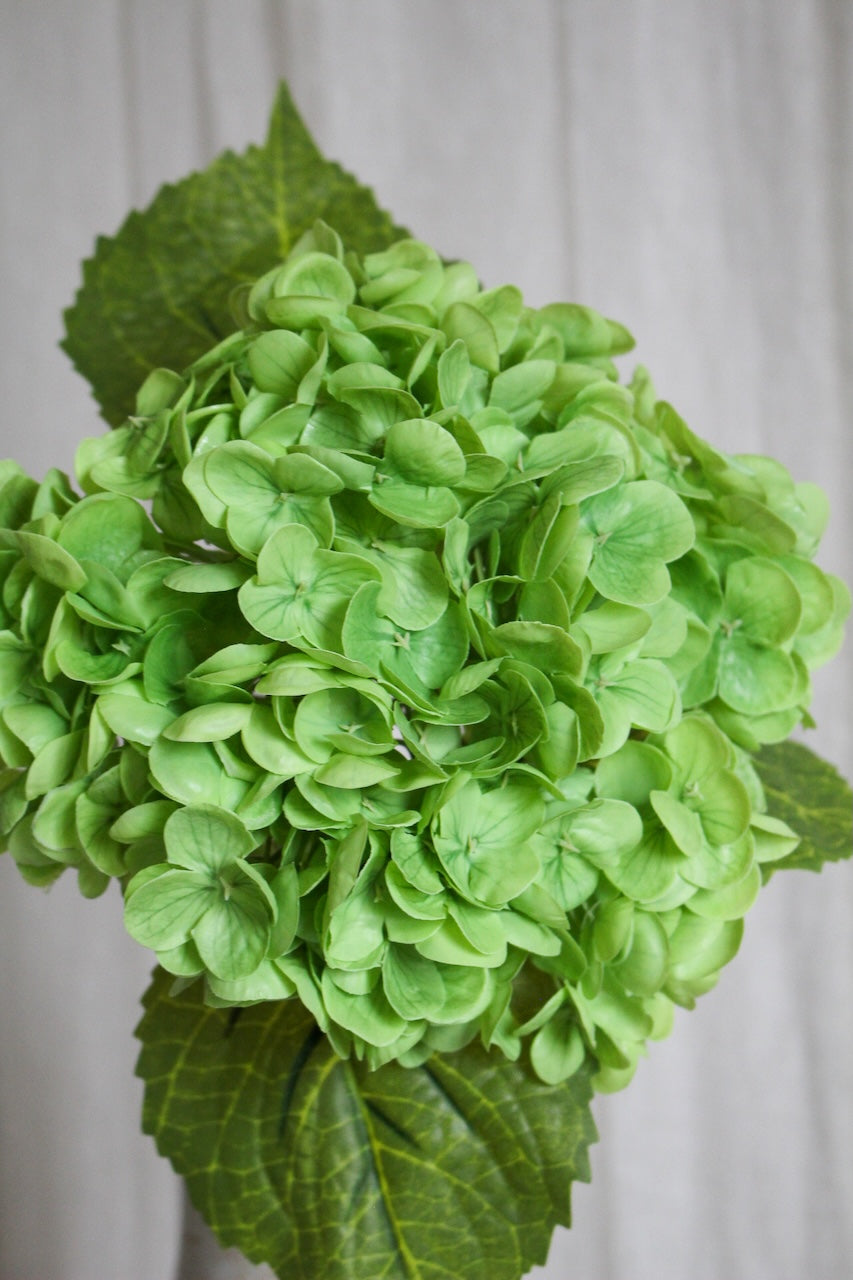 Hortensia vert foncé