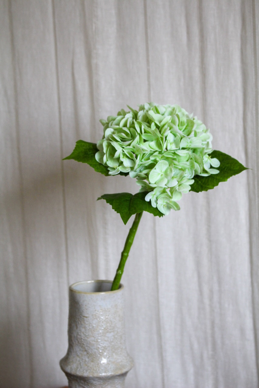 Hortensia vert clair