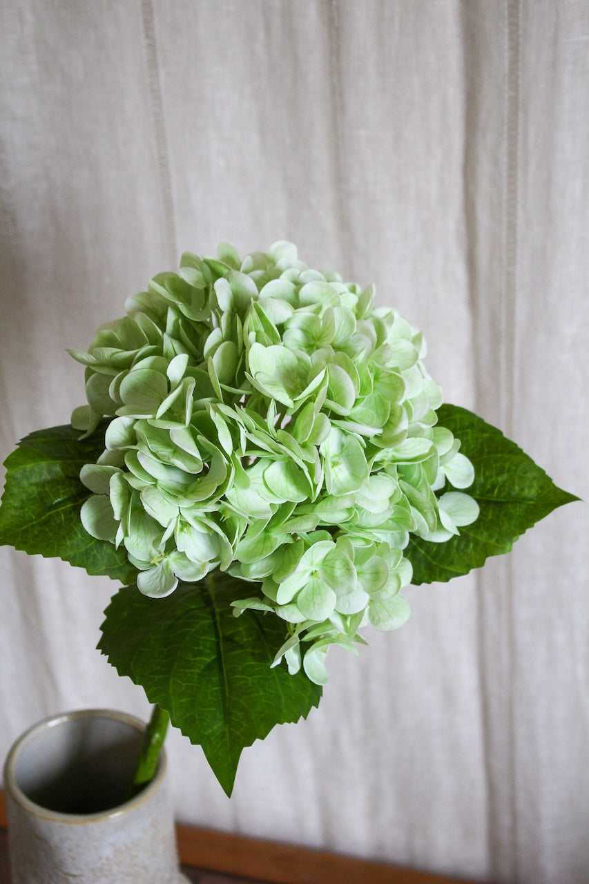 Hortensia vert clair