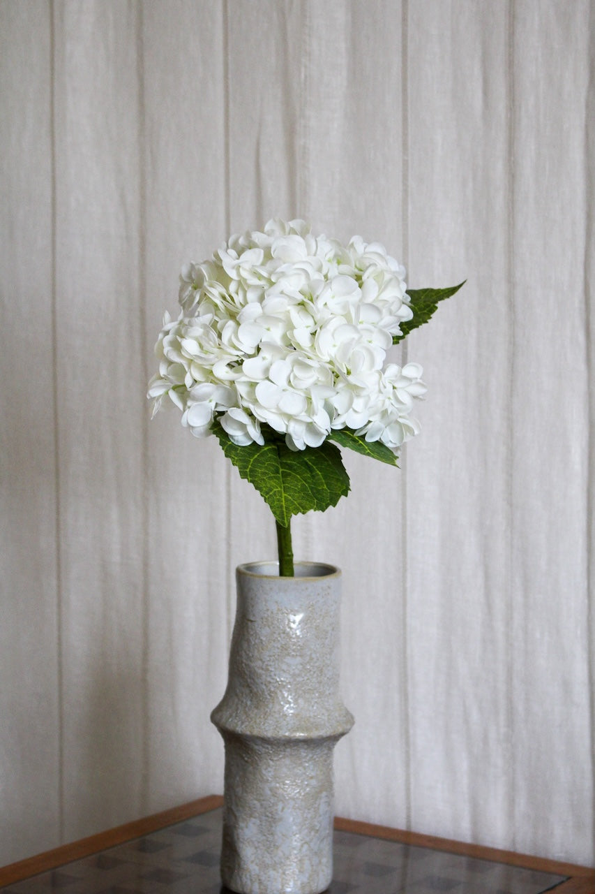 Hortensia blanc