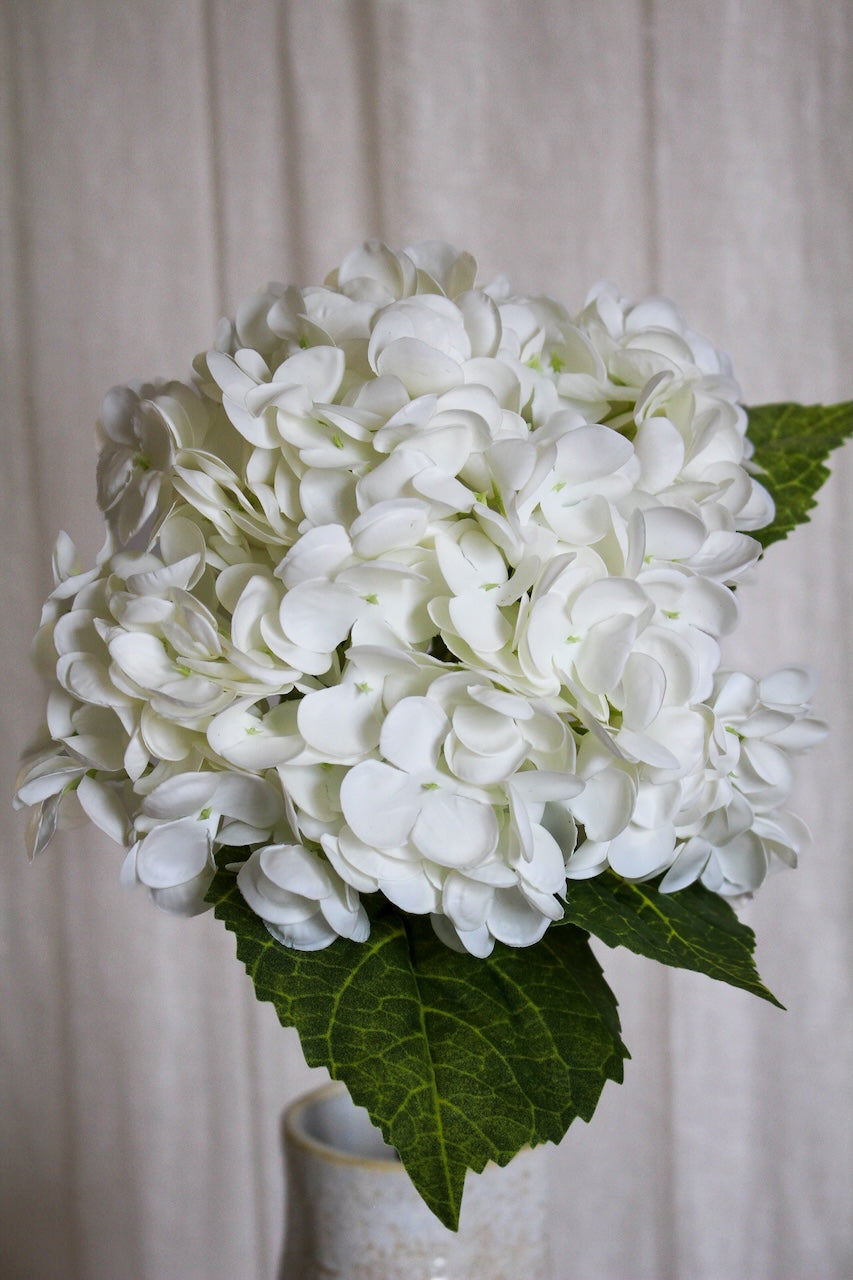 Hortensia blanc