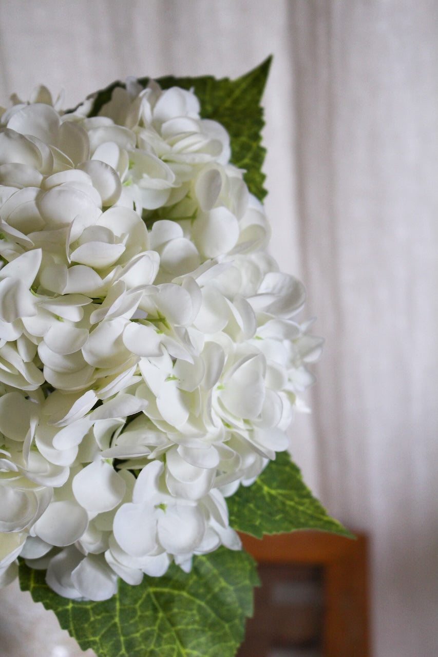 Hortensia blanc