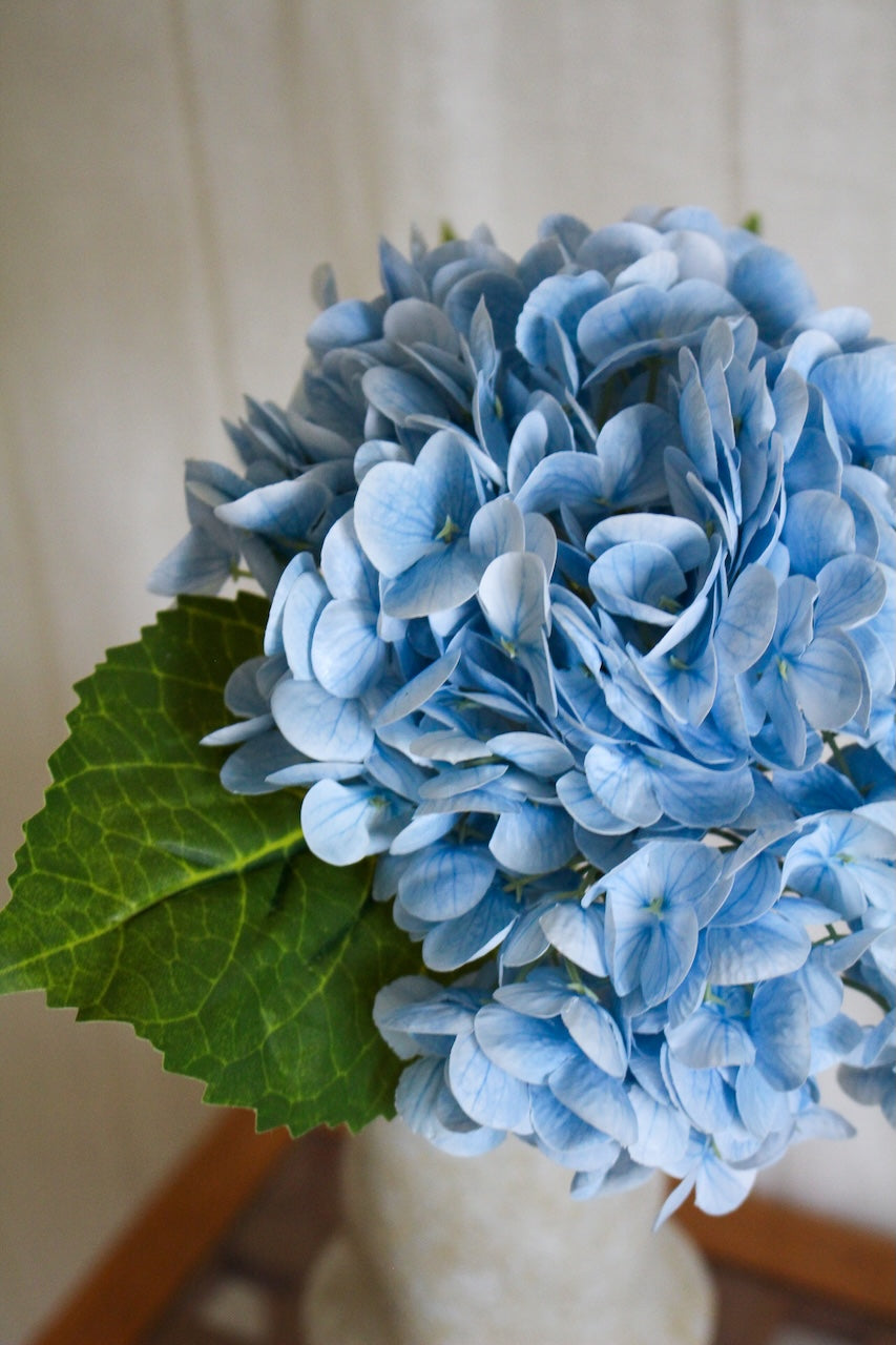 Hortensia bleu