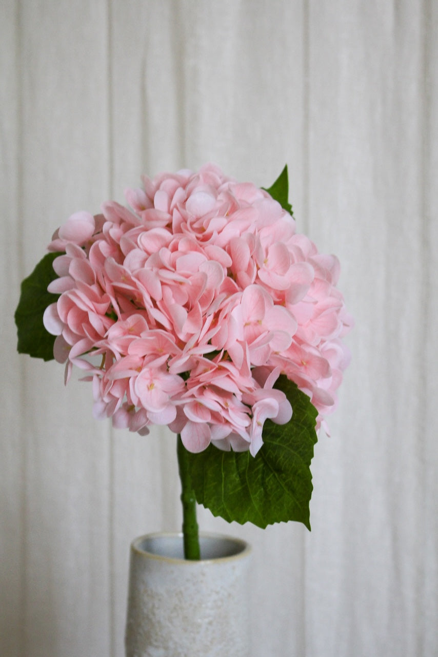 Hortensia rose clair