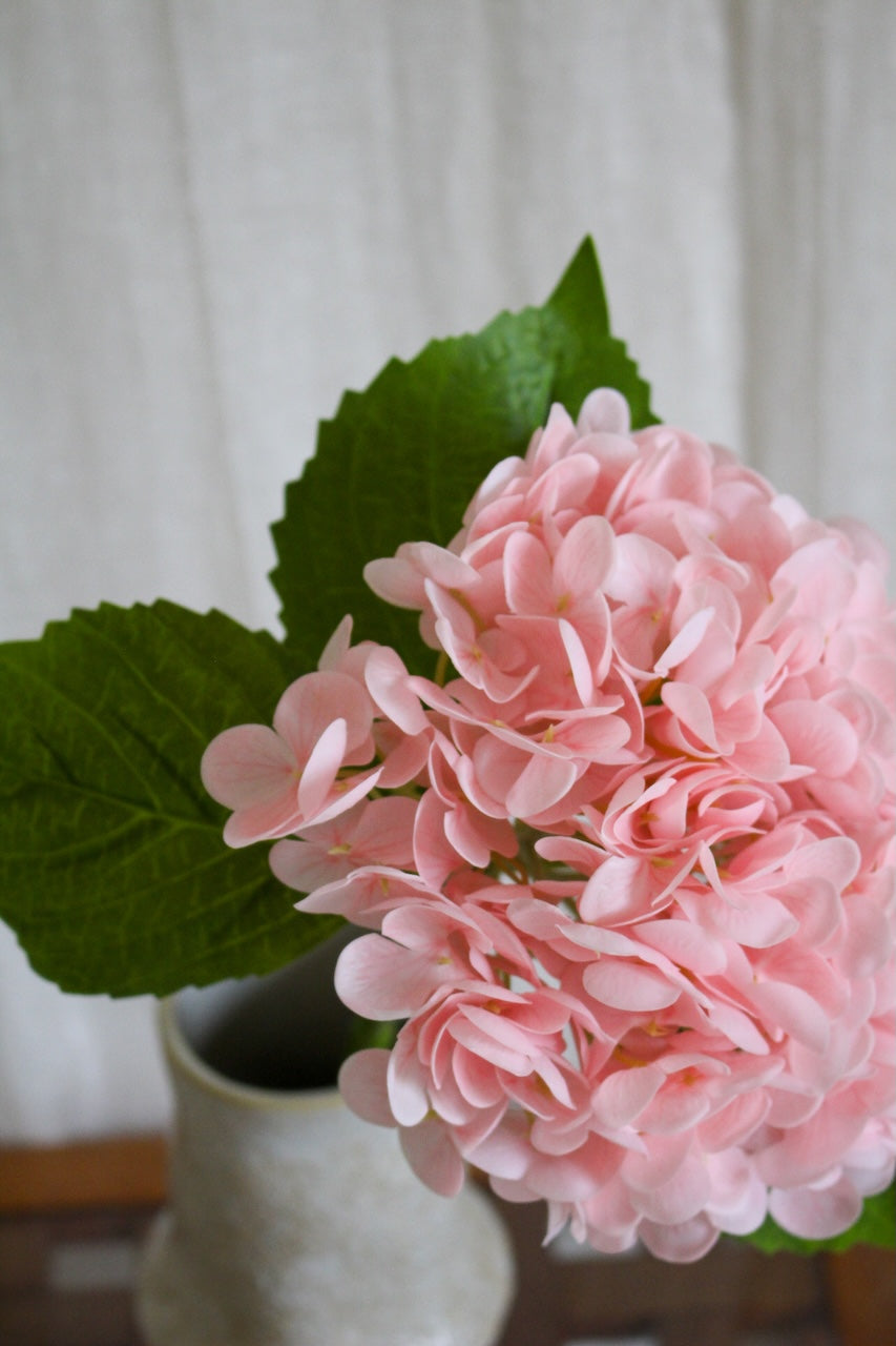 Hortensia rose clair