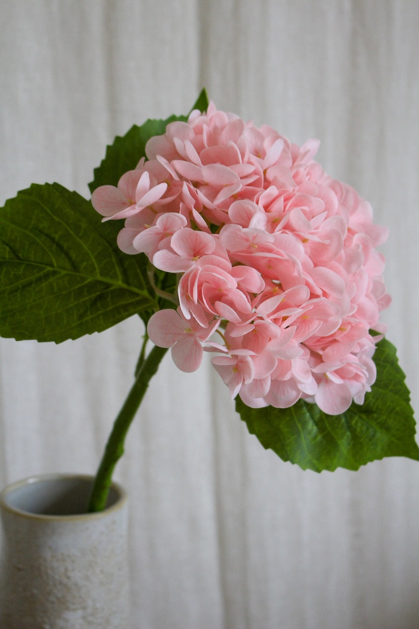 Hortensia rose clair