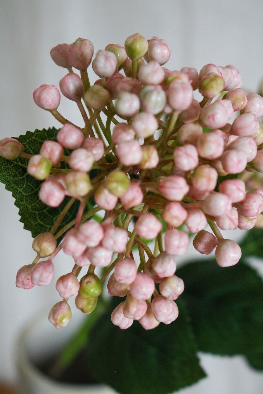 Baie rose
