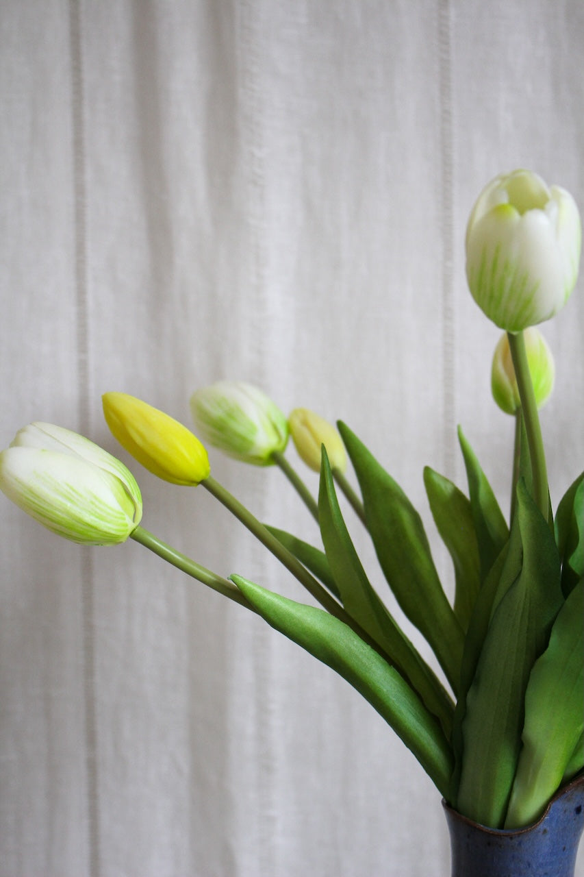 Tulipes blanches