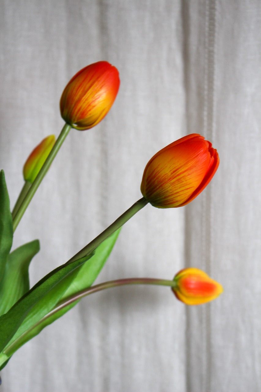 Tulipes oranges