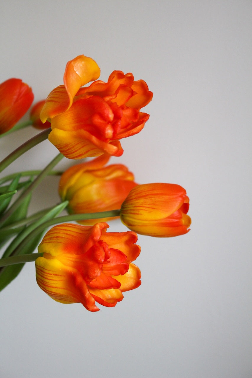 Tulipes Mania oranges