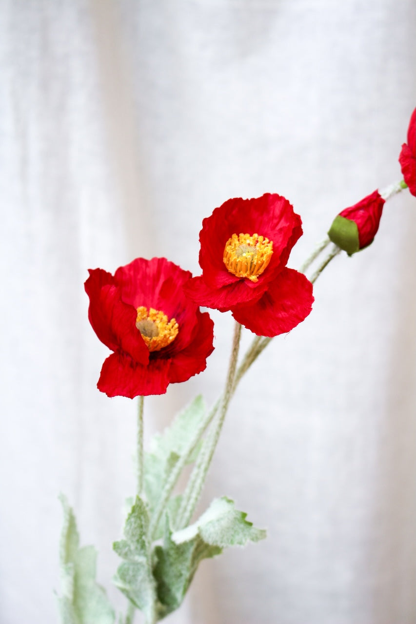 Coquelicot rouge