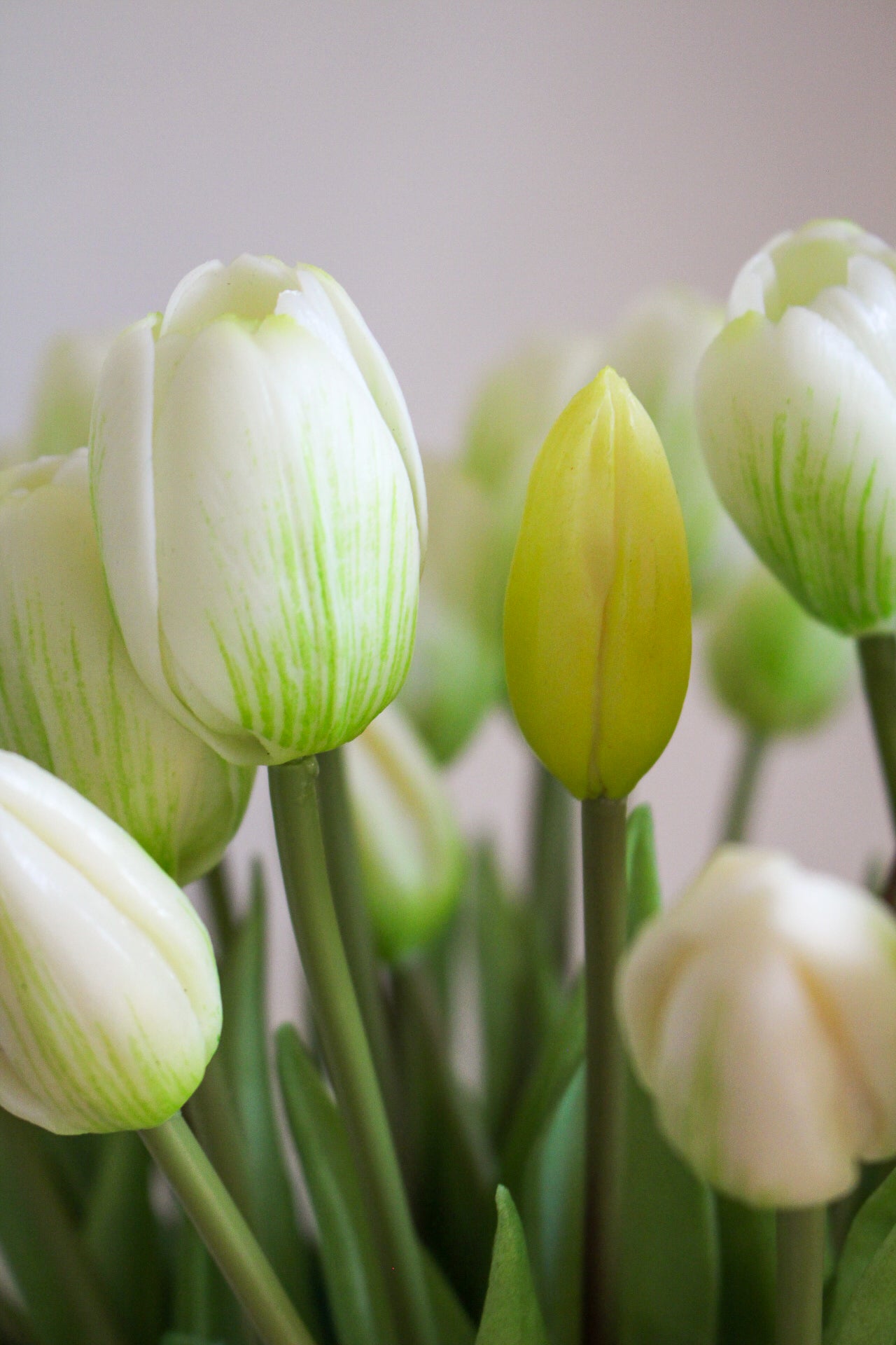 Bouquet de 40 tulipes blanches