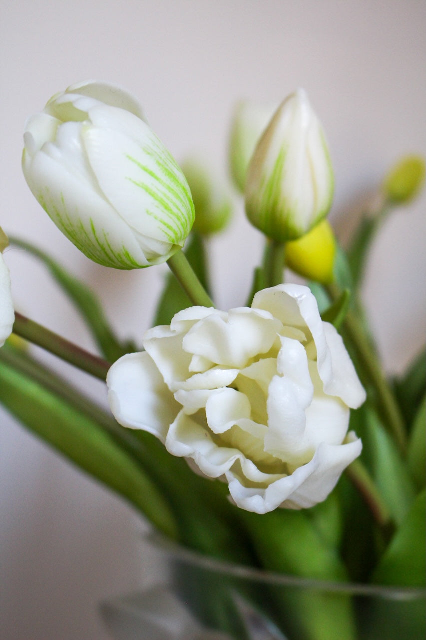 Tulipes Mania blanches