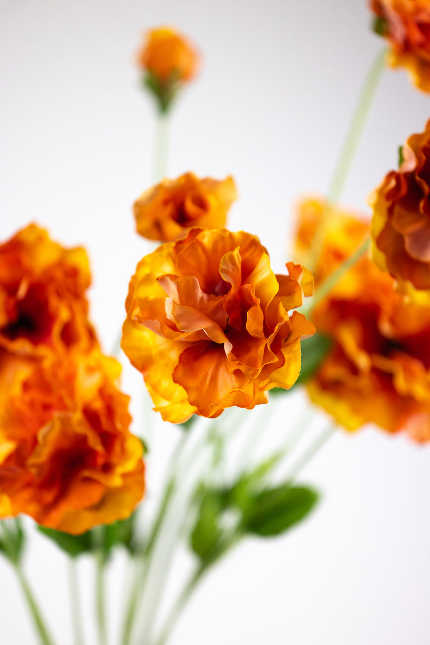Pensée orange