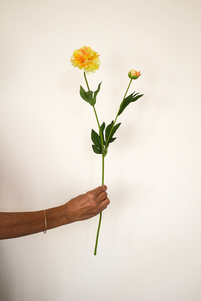 Pivoine jaune