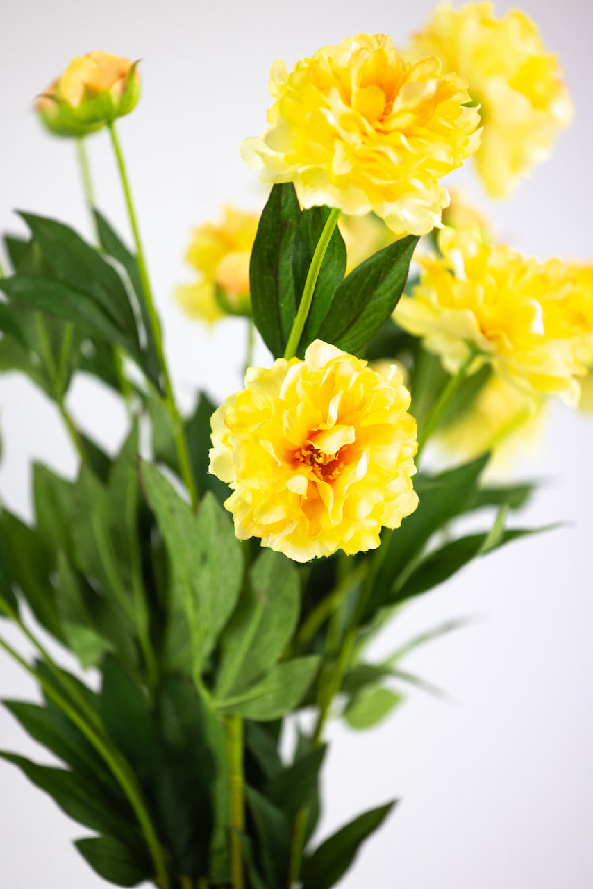 Pivoine jaune
